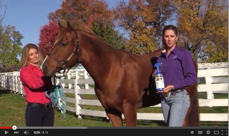 Introducing Your Horse to Fly Spray Video promo image