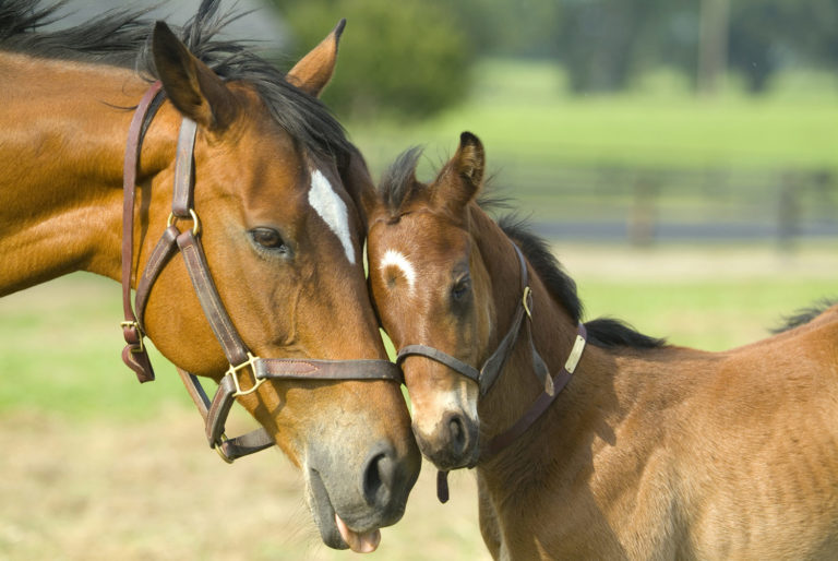 Iodine in Equine Diets promo image