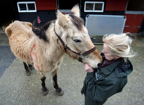 IRS Streamlines 501(c)(3) Application Process; Could Help Horse Rescues promo image