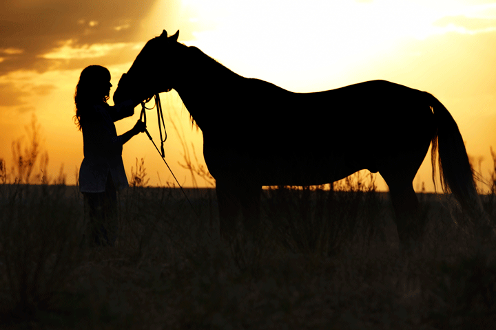 Jet Lag in Horses; Moving Across Time Zones Affects Health promo image