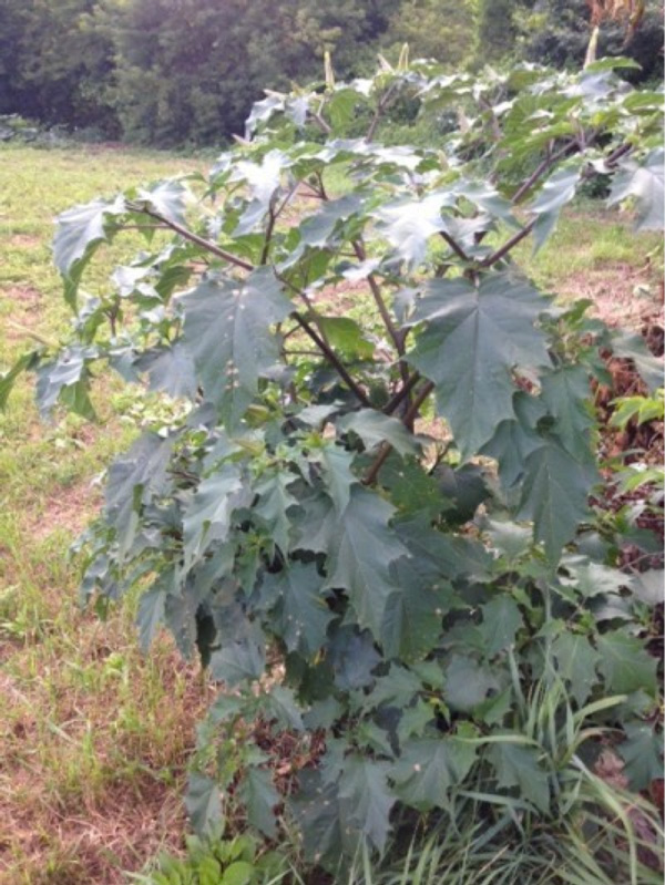 Jimsonweed is a Poisonous Plant That Might Be In or Around Your Pastures promo image