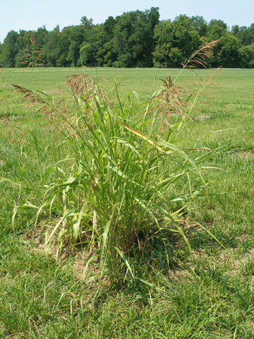 Johnsongrass and Other Sorghums Can Cause Toxicity When Grazed promo image