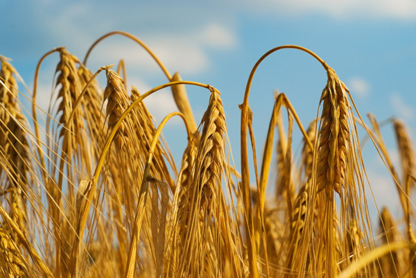 Kansas Wheat Harvest Could be “One of Worst on Record” promo image