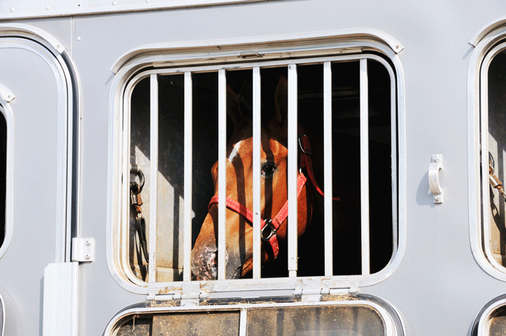 Keep Horses Cool While Trailering in Hot Weather promo image