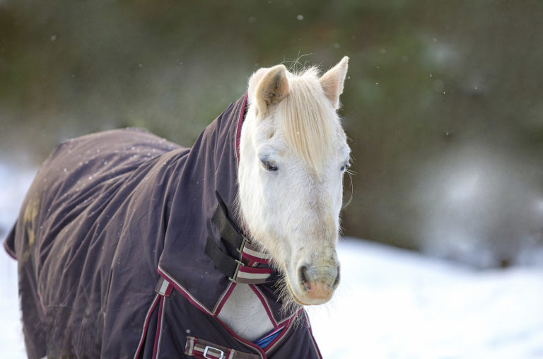 Keeping Horses Comfortable During Winter Travel promo image