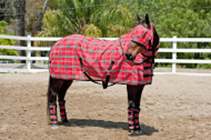 Kensington Develops New Fit for Horse Blankets promo image