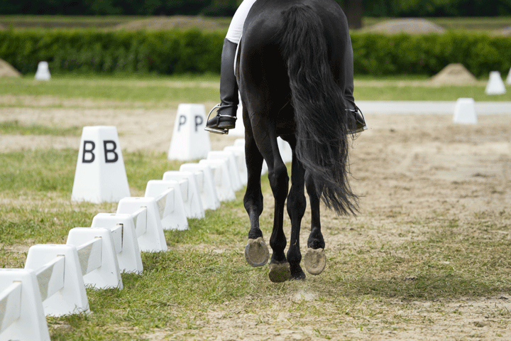 Kentucky Dressage Association Launches New Website promo image