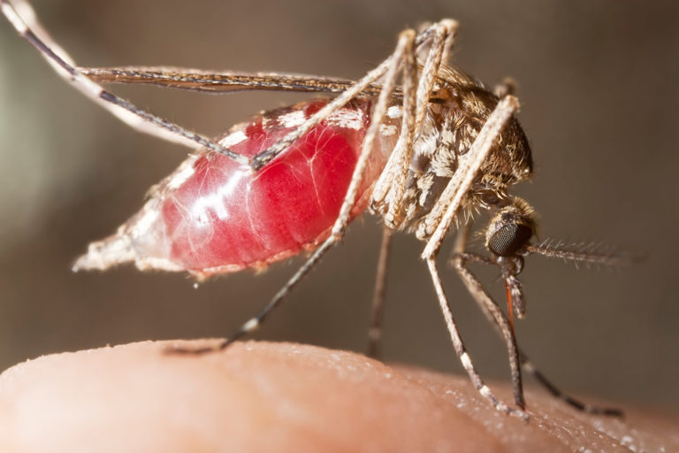 Kentucky Mosquitoes promo image