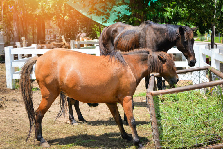 laminitis-fat-horse-parked-out-iStock-Panida-Wijitpanya-1140245981-2400