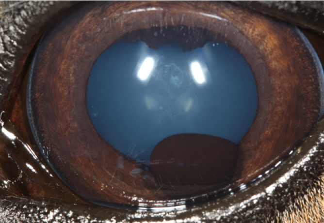 Laser Treatments Increase Equine Ophthalmology Offerings promo image