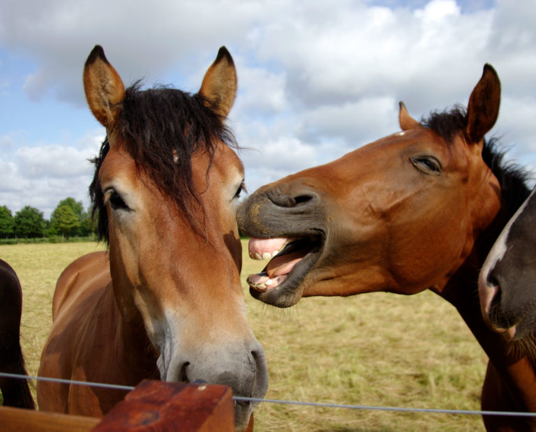 laughing-horse-across-fence-2400