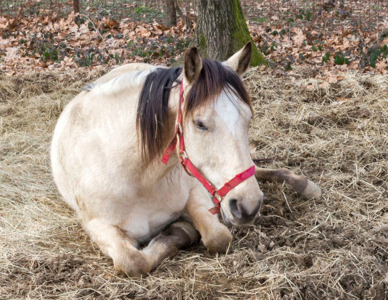 laying-down-horse-sick-iStock-germip-655877306-2400