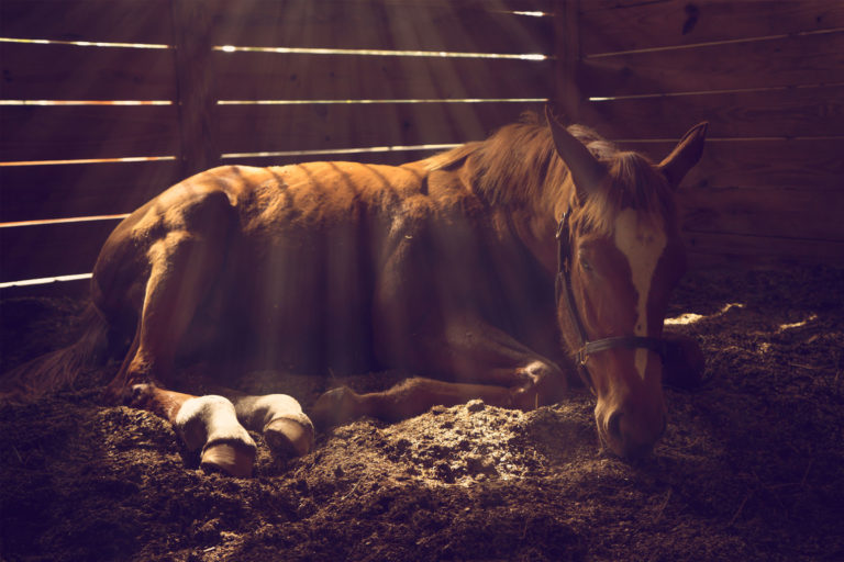 laying-down-stall-horse-filtered-light-iStock-509299748-2400