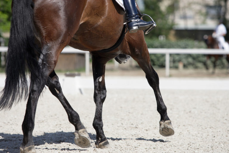legs-English-horse-ridden-iStock-Somogyvari-175242793-2400