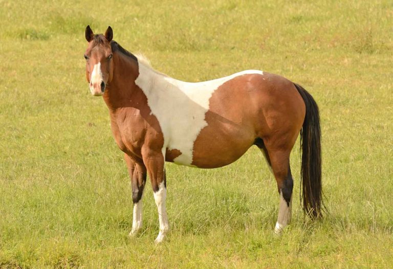 LEPTO EQ INNOVATOR from Zoetis Licensed for Use in Pregnant Mares promo image