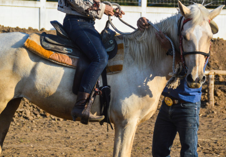 lesson-western-gray-horse-iStock-909866718-2400
