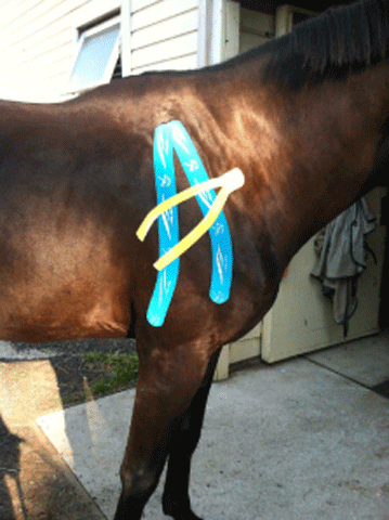 Level 1 Training Intro to Equi-Taping Offered promo image
