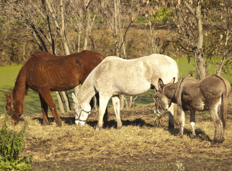 Lungworms in Donkeys and Horses promo image