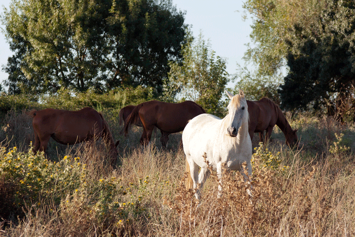 Lyme Disease in Horses and Humans promo image