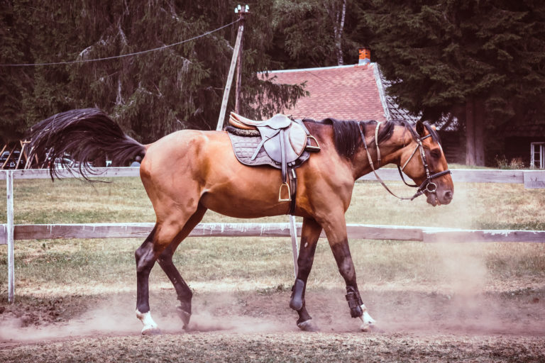 mad-horse-saddle-paddock-iStock-Kroxi-831110446-2400