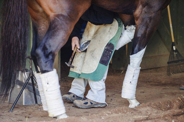 Make Your Barn Welcoming and Safe for Veterinarians and Farriers promo image