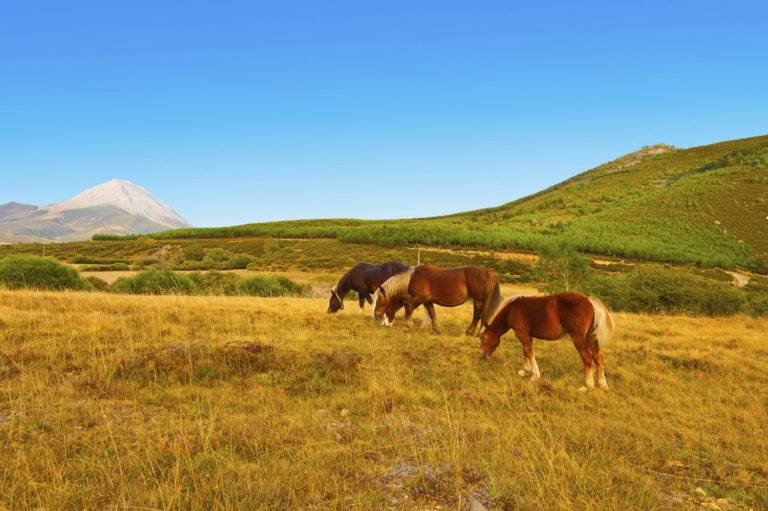 Managing Horses on Declining Pasture promo image