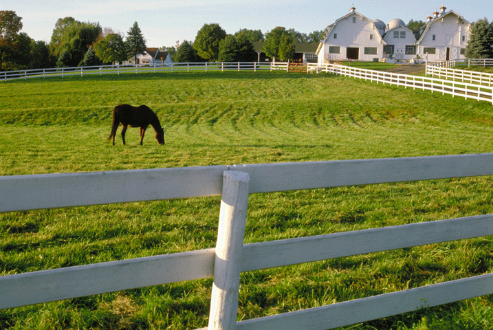 Managing Pastures to Avoid Tall Fescue Toxicity promo image