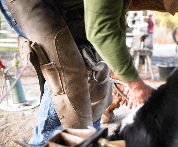 Managing Sport Horse Conformation Faults Through Shoeing promo image