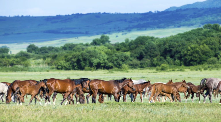 mares-and-foals-at-pasture-2400
