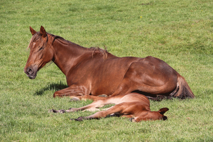 Melatonin: Possibly Time in a Bottle for Broodmares promo image