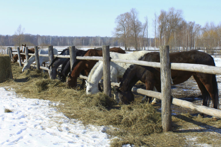 Michigan Has Hay Buyers and Sellers List Available promo image