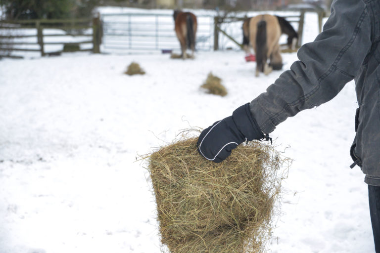 mitten-hand-flake-hay-horse-background-snow-iStock-Eileen-Groome-1060502790-2400