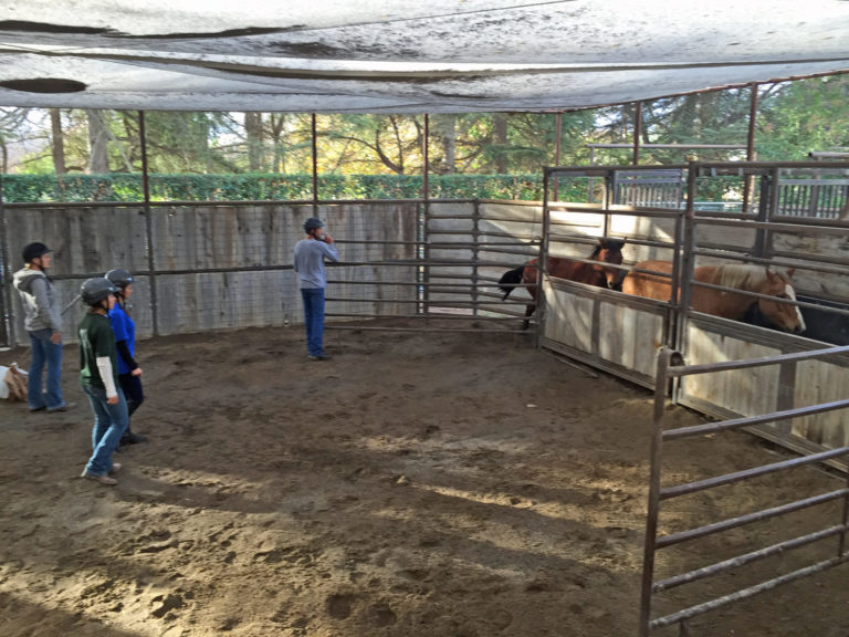 Monty Roberts and Denise Heinlein Announce New Course ‘Gentling Wild Horses’ promo image