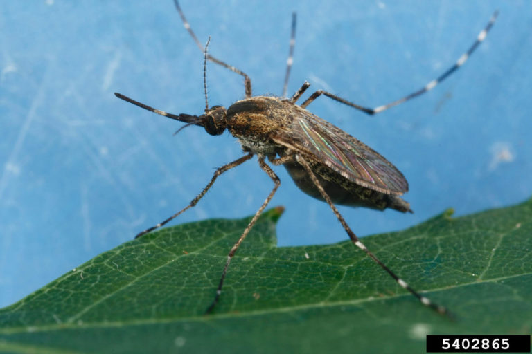 mosquito-Culex-tarsalis-Joseph-Berger,-Bugwood