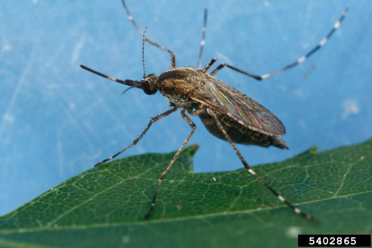mosquito Culex tarsalis Joseph Berger, Bugwood