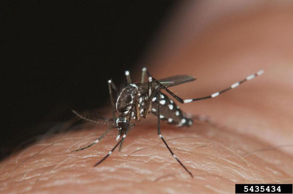 MosquitoMate Developed from UK Entomology Research promo image