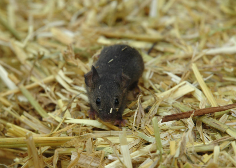 mouse-in-straw-iStock-139680969=2400