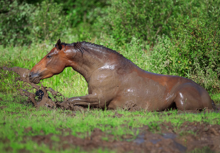 mud-horse-rolling-field-iStock-Julia-Siomuha-587186002-2400