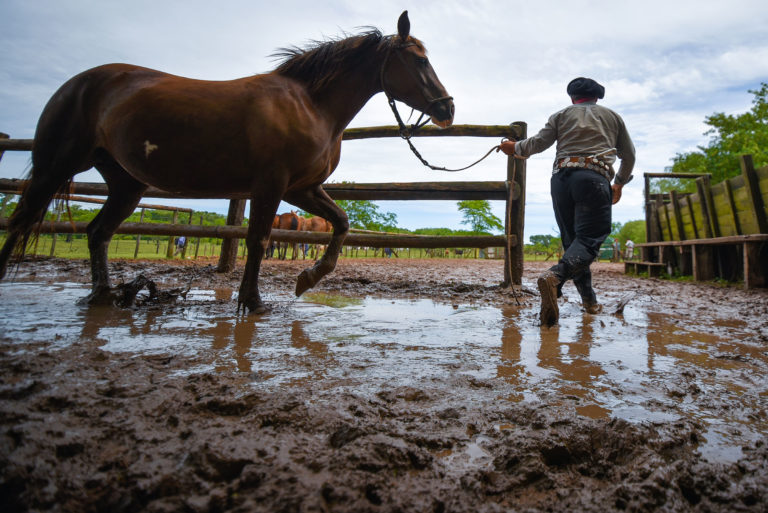 mud-leading-horse-from-paddock-iStock-ANVmedia-639558128-2400