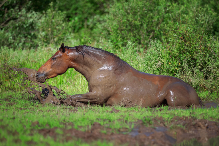 muddy-horse-rolling-field-iStock-Julia-Siomuha-587186002-2400