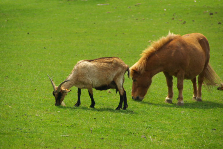 Multi-Species Grazing for Weed Control in Horse Pastures promo image