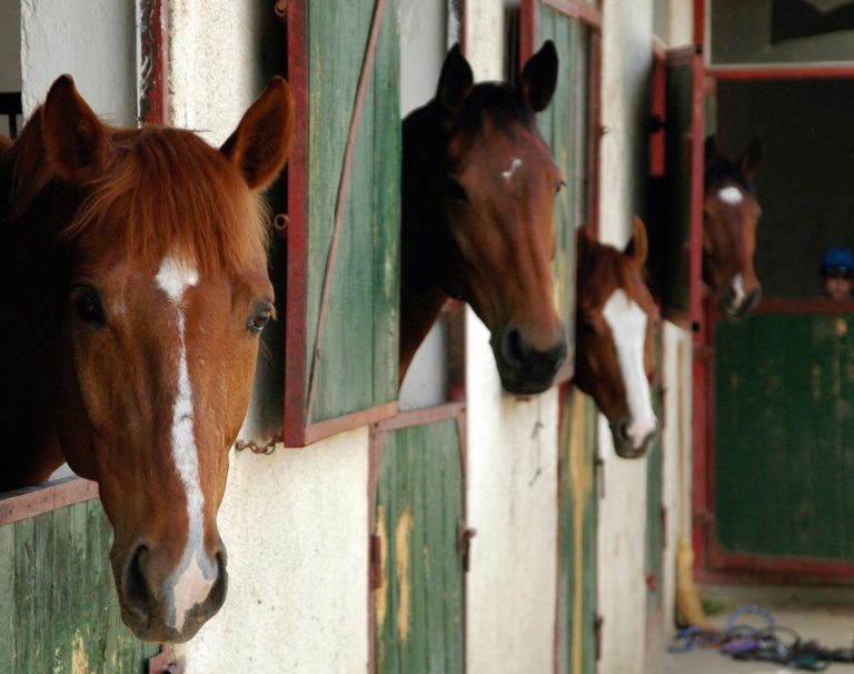 Music Calms Horses’ Emotional State promo image