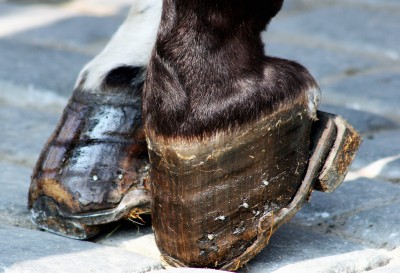 navicular horse hoof michigan state