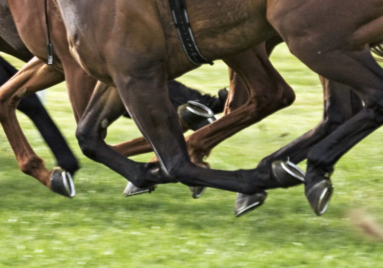 New Technology for Diagnosing Joint Cartilage Health in Fetlocks promo image