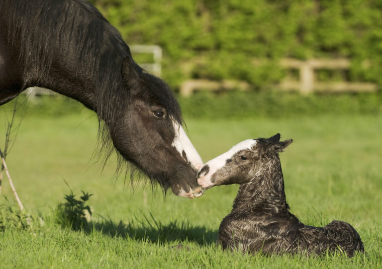newborn-foal-and-mare-in-field-2400