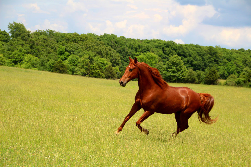 Tips for Developing a Healthy Topline on Your Horse Stable Management