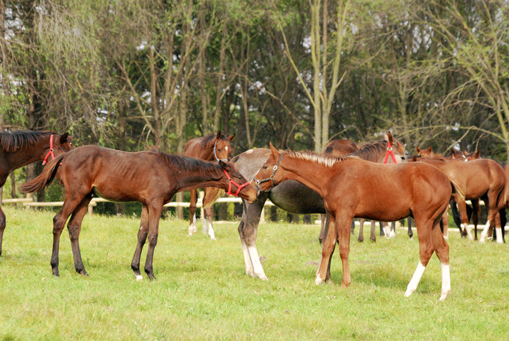Nutrition of the Broodmare at Weaning Time promo image