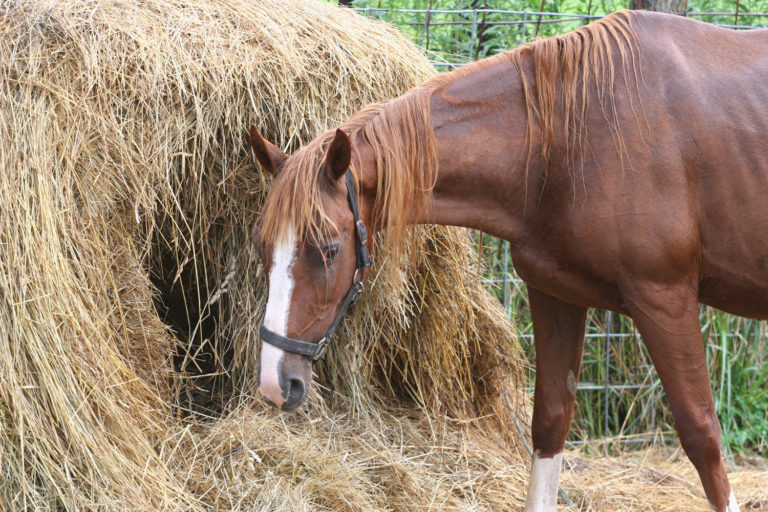 Obese Horses Lose Weight on Free-Choice Hay promo image