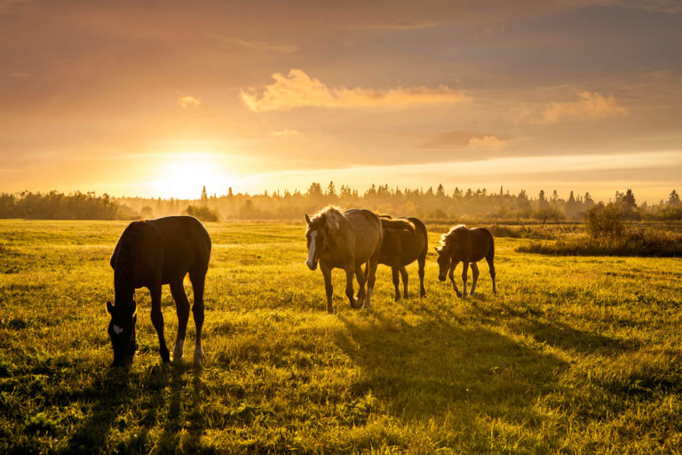 October Equine Nutrition Tip: Fall grasses increase risk of laminitis promo image