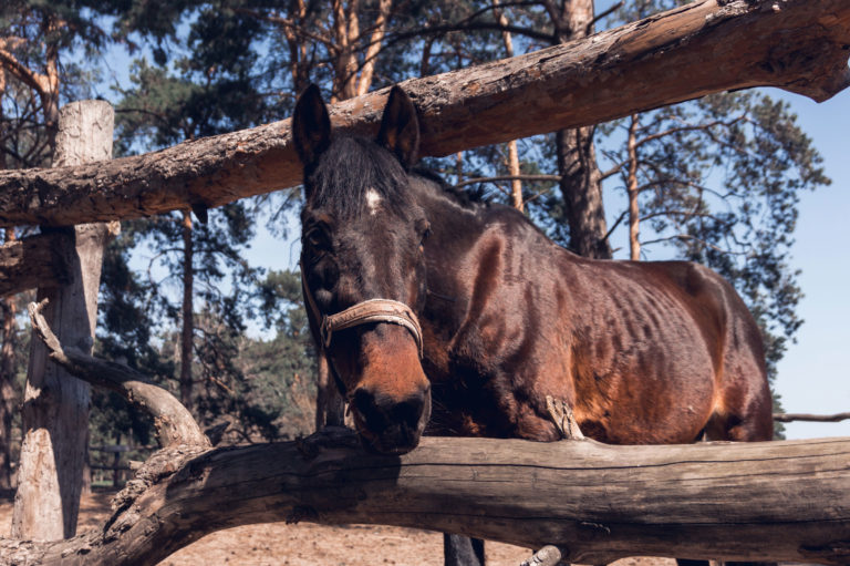 old-horse-head-through-fence-iStock-Irina-Shpiller-1140316237-2400